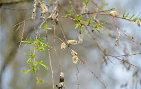 Attēlu rezultāti vaicājumam “Salix pentandra flower”