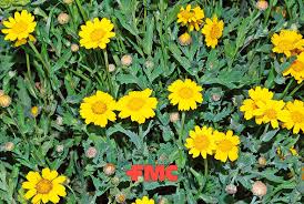 Image result for Chrysanthemum segetum