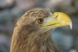 Image result for Haliaeetus albicilla