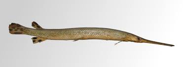 Image result for Lepisosteus osseus