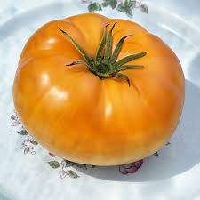 Afbeeldingsresultaat voor amana orange beefsteak tomato