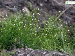 Attēlu rezultāti vaicājumam “Stellaria longifolia flower”
