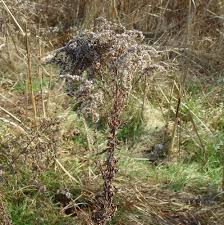 Attēlu rezultāti vaicājumam “Solidago canadensis fruit”