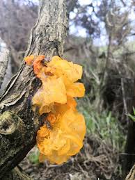 Attēlu rezultāti vaicājumam “Tremella mesenterica”