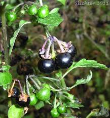 Attēlu rezultāti vaicājumam “Solanum nigrum”