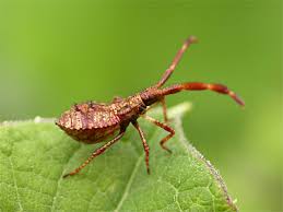 Attēlu rezultāti vaicājumam “Coreus marginatus nymph”