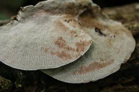 Attēlu rezultāti vaicājumam “Daedaleopsis confragosa”