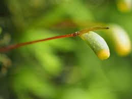 Attēlu rezultāti vaicājumam “Hymenostylium recurvirostrum macro”