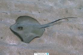 Image result for Dasyatis pastinaca