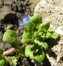 Attēlu rezultāti vaicājumam “Veronica persica fruit”