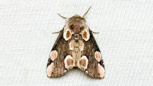 Attēlu rezultāti vaicājumam “Thyatira batis”