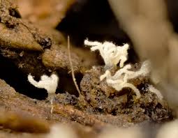 Attēlu rezultāti vaicājumam “Didymium crustaceum”