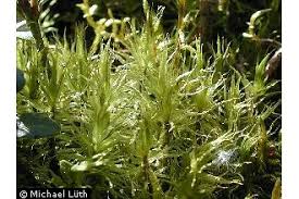 Attēlu rezultāti vaicājumam “Dicranum polysetum”