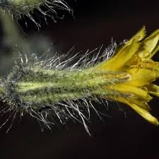 Attēlu rezultāti vaicājumam “Hieracium murorum bud”