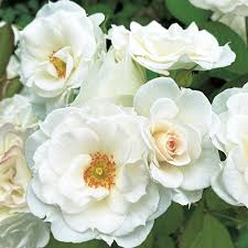 「アイスバーグ」の画像検索結果