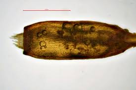 Attēlu rezultāti vaicājumam “Didymodon rigidulus”
