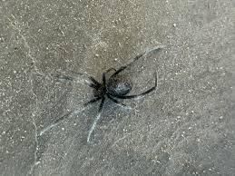 Attēlu rezultāti vaicājumam “Phylloneta cocoon”