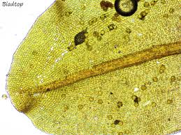 Attēlu rezultāti vaicājumam “Syntrichia latifolia”