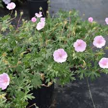 Attēlu rezultāti vaicājumam “Geranium sanguineum”