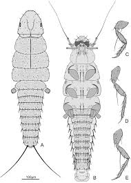 Attēlu rezultāti vaicājumam “Schizotus pectinicornis larva”
