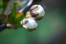 Attēlu rezultāti vaicājumam “Cerasus bud”