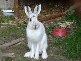 Attēlu rezultāti vaicājumam “Lepus timidus”