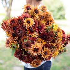 Image result for Rudbeckia