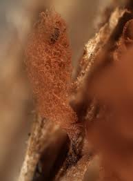 Attēlu rezultāti vaicājumam “Arcyria incarnata macro”