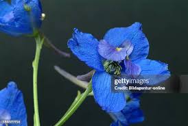 Attēlu rezultāti vaicājumam “Consolida regalis leaf”