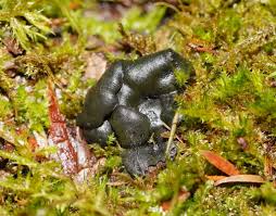 Attēlu rezultāti vaicājumam “Chlorencoelia versiformis”