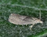 Attēlu rezultāti vaicājumam “Dichrorampha simpliciana”