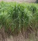 products such as ethanol. - via Daymix