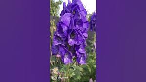 Image result for Aconitum napellus