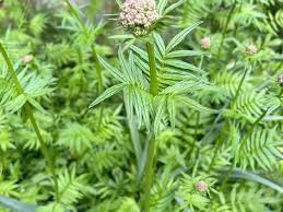 Attēlu rezultāti vaicājumam “Valeriana officinalis bud”
