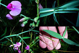 Attēlu rezultāti vaicājumam “Lathyrus palustris bud”