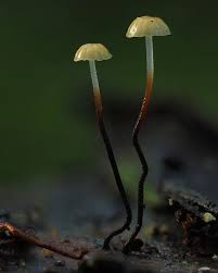 Attēlu rezultāti vaicājumam “Marasmius sp.”