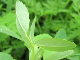 Attēlu rezultāti vaicājumam “Melilotus officinalis leaf”