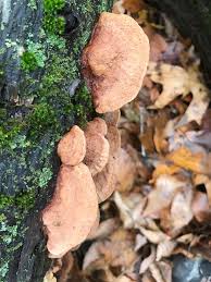 Attēlu rezultāti vaicājumam “Hapalopilus nidulans”