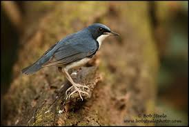 Image result for Luscinia cyane