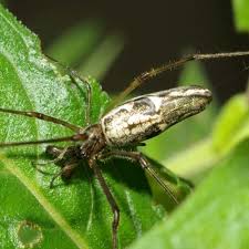 Attēlu rezultāti vaicājumam “Tetragnathidae”