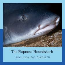 Image result for Scylliogaleus quecketti