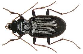 Attēlu rezultāti vaicājumam “Nebria brevicollis”