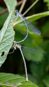 Attēlu rezultāti vaicājumam “Platycnemis pennipes”