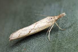 Attēlu rezultāti vaicājumam “Pediasia contaminella”