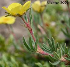 Attēlu rezultāti vaicājumam “Pentaphylloides fruticosa”
