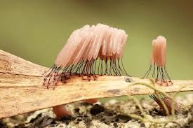 Attēlu rezultāti vaicājumam “myxomicetes”