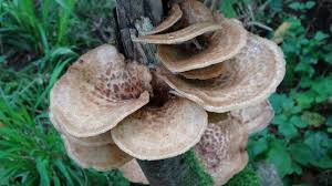 Attēlu rezultāti vaicājumam “Polyporus tuberaster”