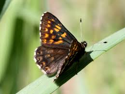 Attēlu rezultāti vaicājumam “Hamearis lucina upperside”