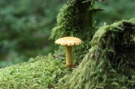 Attēlu rezultāti vaicājumam “Frullania fragilifolia macro”