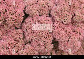 Image result for Chrysanthemum spectabile
